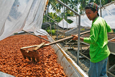 Surigao del Norte Cacao Planting Activity