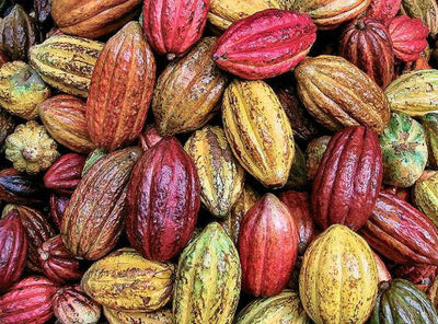 Cacao Knowledge - Starting from a point of curiosity