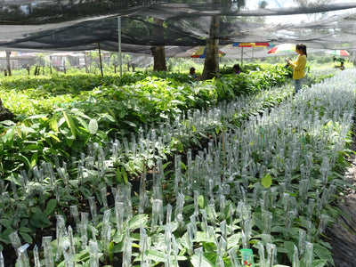 Cacao Seedling Nursery Training - Conducted by Bureau of Plant and Industry (BPI)