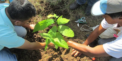 Cacao Doctors Training -  DAR boosts ARBs entrepreneurship skills