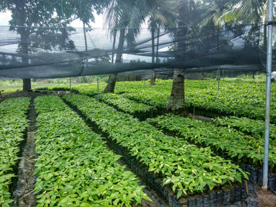 Cacao Culture Farms Nursery - Everybody has to start somewhere