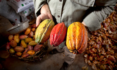 From Pomelo to Cacao - Climate change forced a Davao farm towards cacao