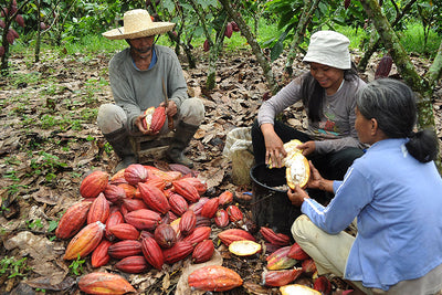 PH Cacao Among Top 50 - Country joins Salon du Chocolat for the first time