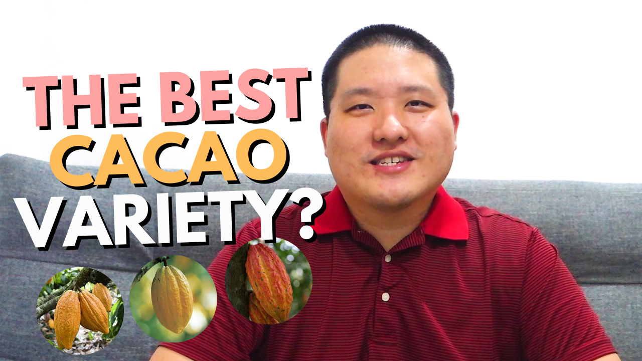 Which is the best cacao variety Cacao Culture