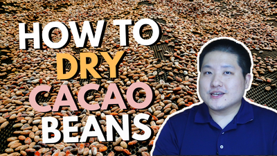 How to Dry Cacao Beans