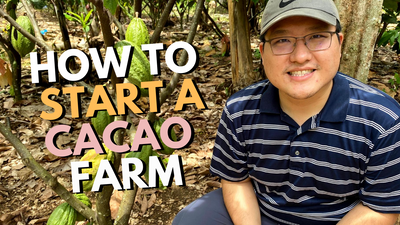 How to Start a Cacao Farm