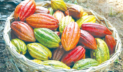 100,000 MT of Cacao by 2022 - PH target increased by 40 percent