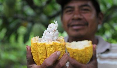 Pursuing Cacao in Eastern Samar - Agencies encourage farmers to get serious with cacao