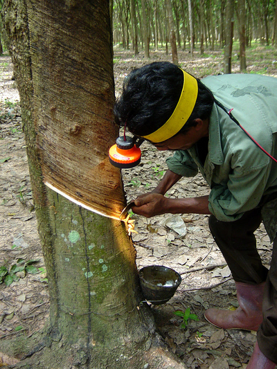 Mindanao Dominates Rubber & Cacao