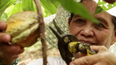 Cagayan Valley Boosts Cacao Industry - Region 2 gearing towards being globally competitive